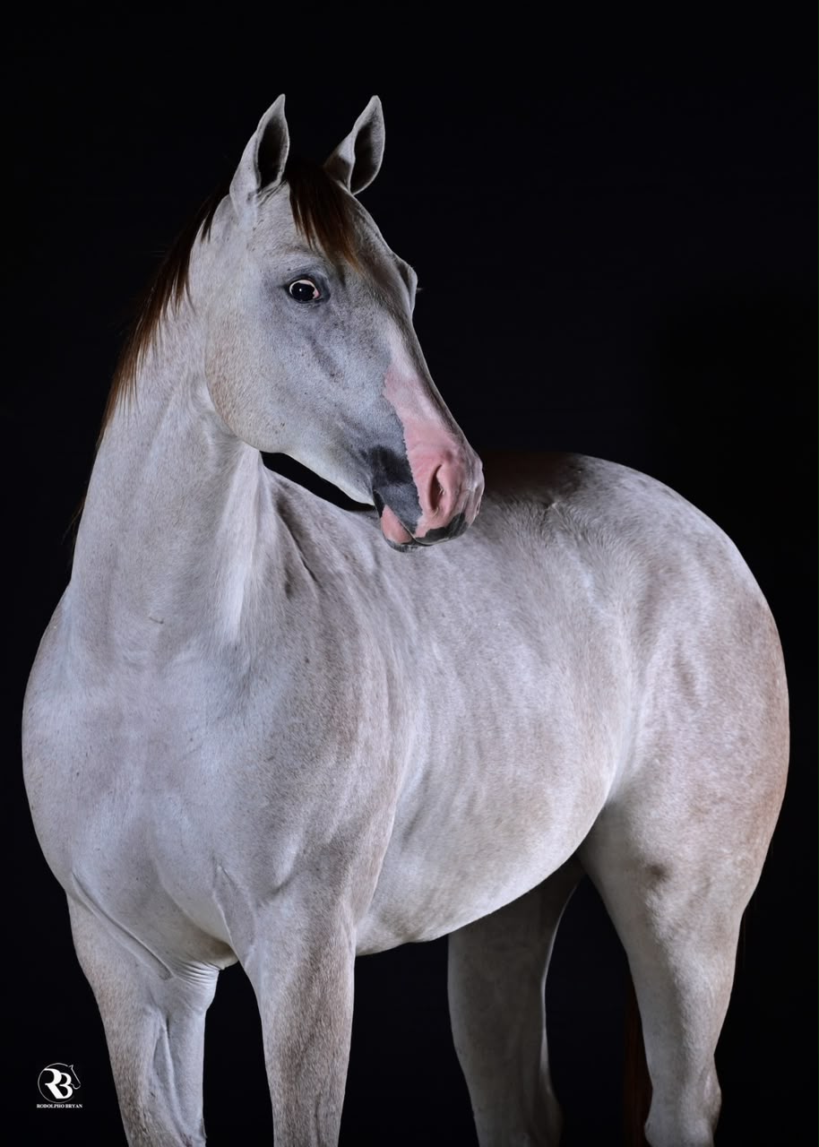 HENRYETA EASE ROXA