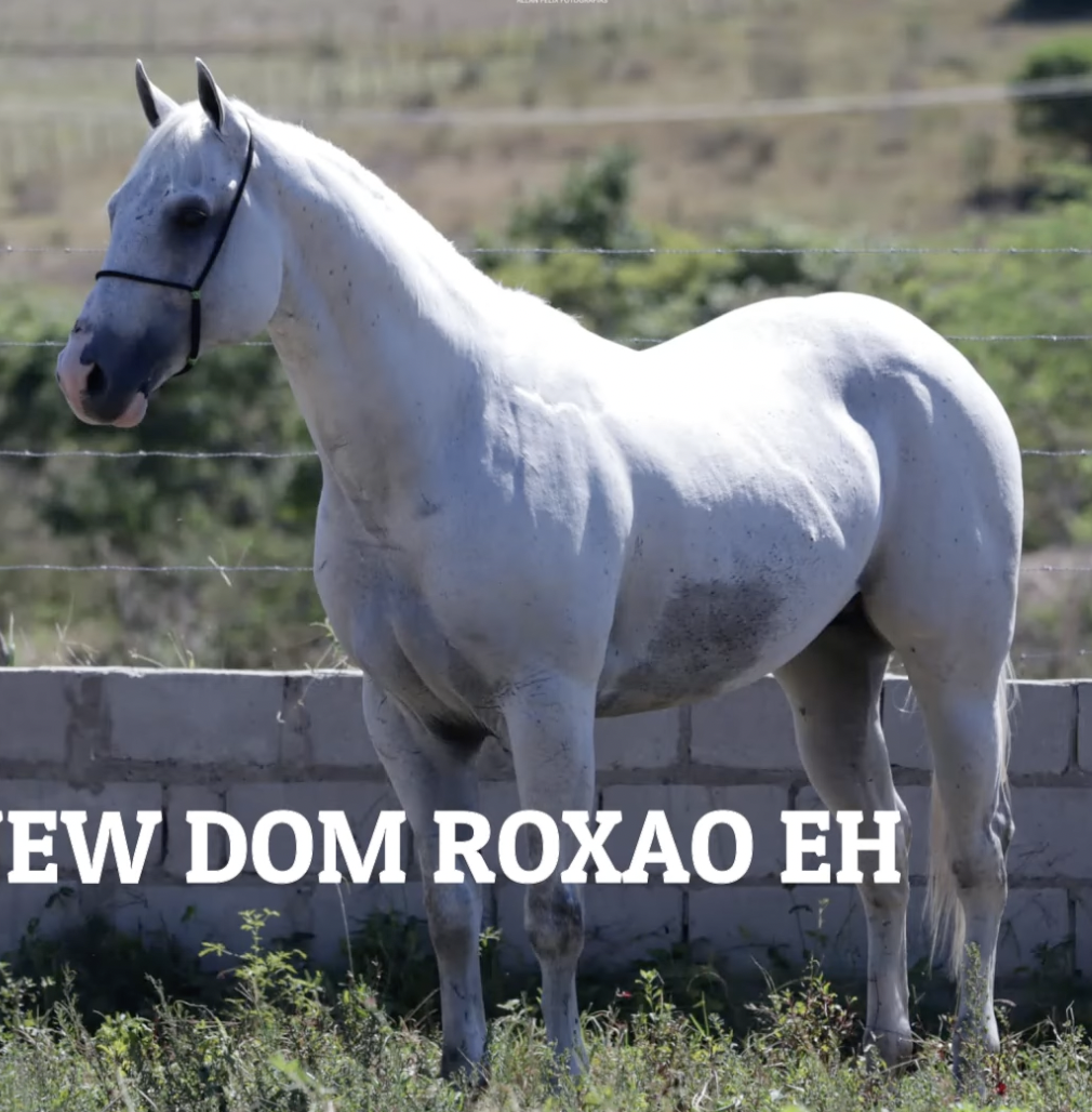 NEW DOM ROXAO EH